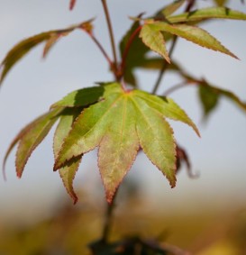 Acer palmatum 'Osakasuki' (Japanse Esdoorn)