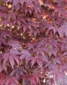 Acer palmatum (Groenbladige japanse Esdoorn)