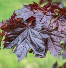 Acer platanoides 'Royal Red' (Roodbladige noorse esdoorn)