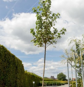 Acer platanoides 'Drummondii' (Witbonte noorse esdoorn)