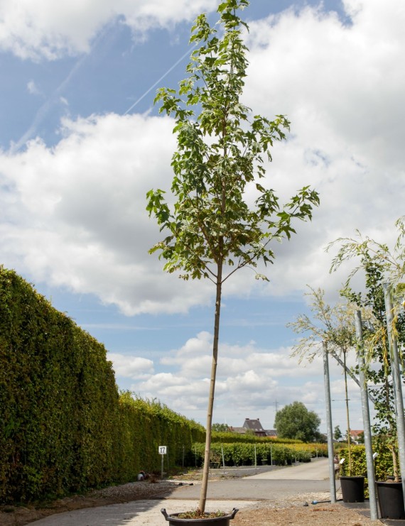 Acer platanoides 'Drummondii' (Witbonte noorse esdoorn)