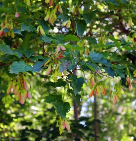 Acer platanoides (Noorse esdoorn)