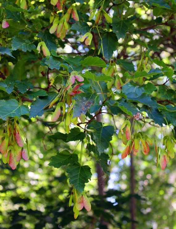 Acer platanoides (Noorse esdoorn)