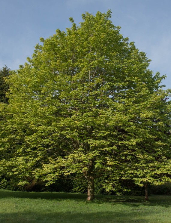 Acer pseudoplatanus (Gewone esdoorn)