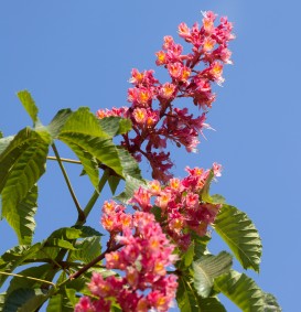 Aesculus carnea 'Briotii' (Rode paardenkastanje)