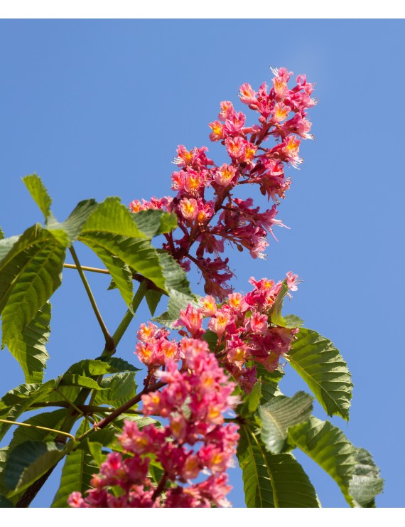 Aesculus carnea 'Briotii' (Rode paardenkastanje) Aesculus carnea 'Briotii' (Rode paardenkastanje)