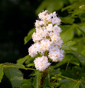 Aesculus hippocastanum 'Baumannii' (Witte paardenkastanje)