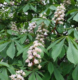Aesculus hippocastanum  (Paardenkastanje)