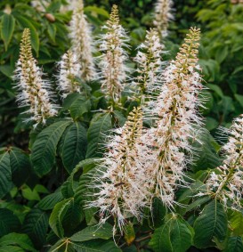 Aesculus parviflora (Struikkastanje)