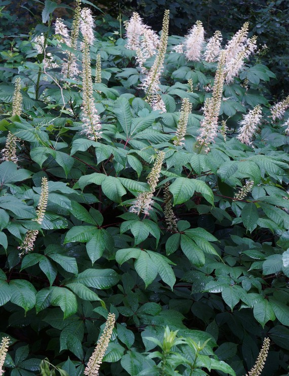 Aesculus parviflora (Struikkastanje)