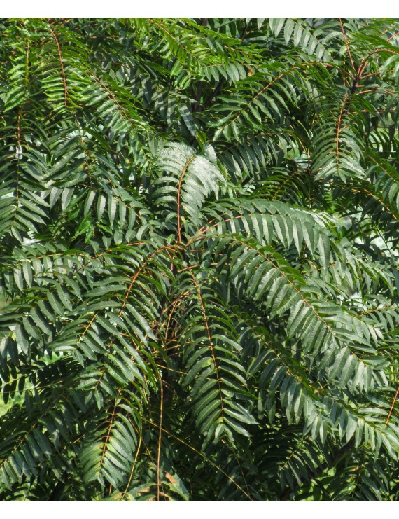 Ailanthus altissima (Hemelboom)
