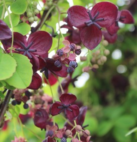 Akebia quinata