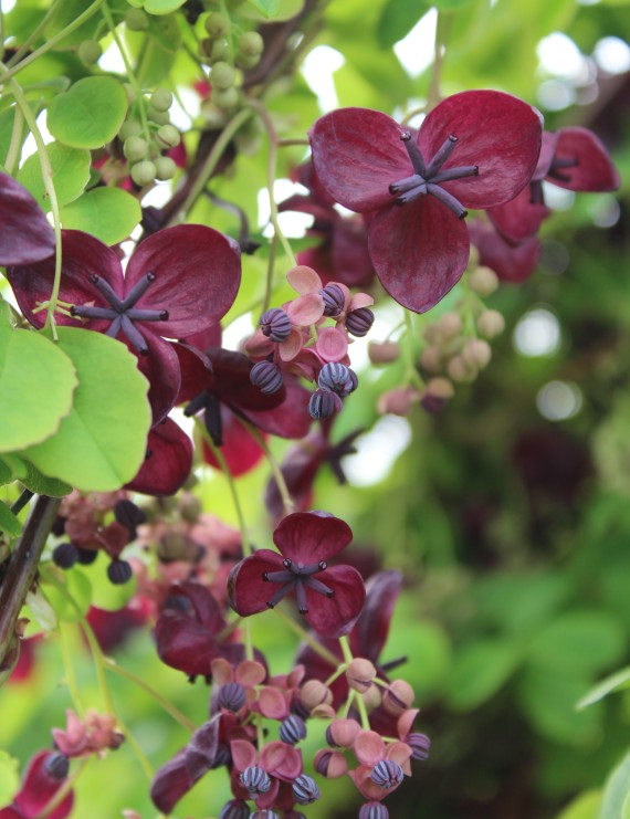Akebia quinata
