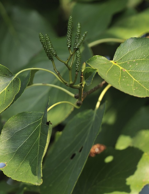 Alnus cordata  ( Hartbladige Els)