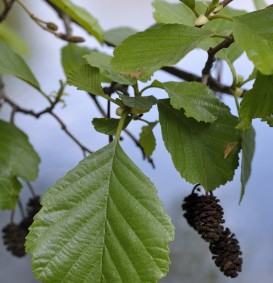 Alnus glutinosa  (Zwarte of Grauwe Els)
