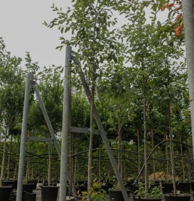 Amelanchier lamarckii (Krentenboompje - als boom)