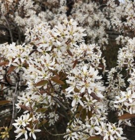 Amelanchier lamarckii (Krentenboom)