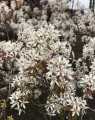 Amelanchier lamarckii (Krentenboompje - als boom)