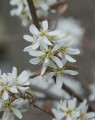 Amelanchier lamarckii (Krentenboom)