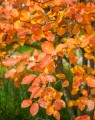 Amelanchier lamarckii (Krentenboom)