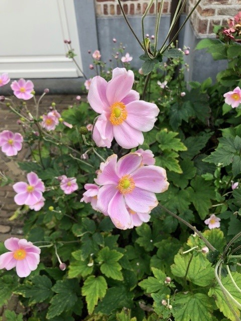 Anemone tomentosa 'Robustissima' (= Anemone rosea 'Elegans') (Anemoon)
