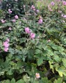 Anemone tomentosa 'Robustissima' (= Anemone rosea 'Elegans') (Anemoon)
