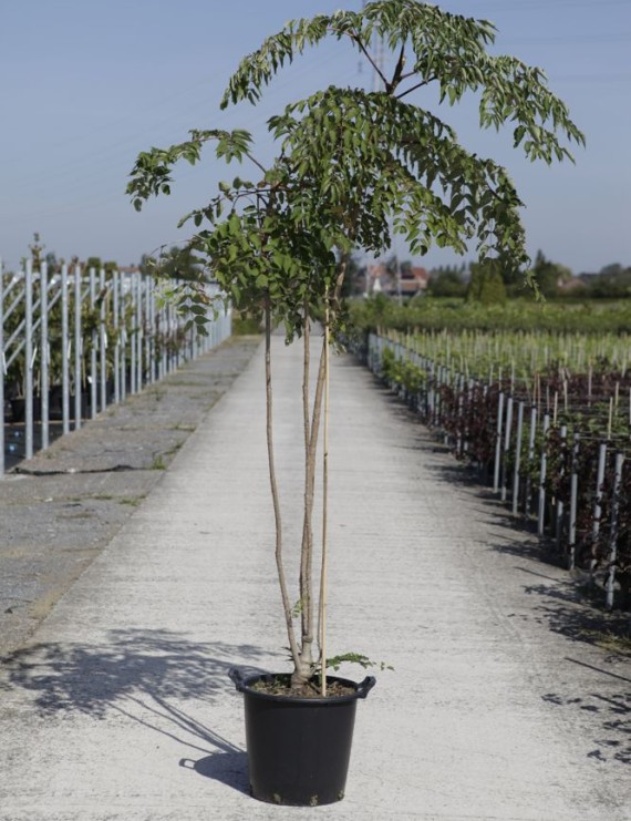 Aralia elata (Engelenboom - Duivelswandelstok)