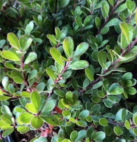 Arctostaphyllos uva-ursi (Beredruif)