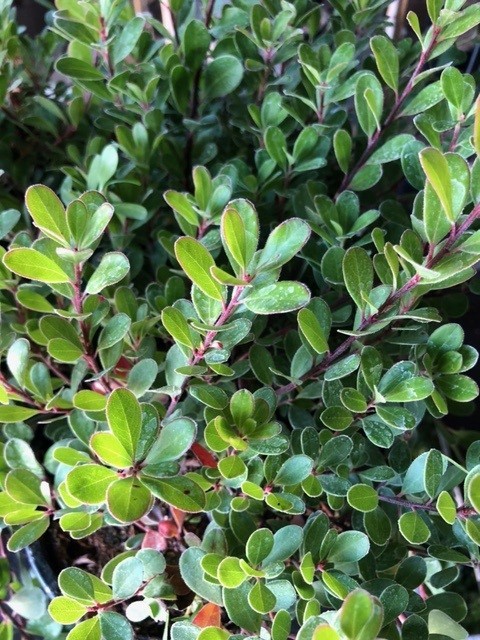 Arctostaphyllos uva-ursi (Beredruif)