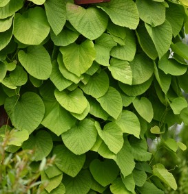 Aristolochia durior (Duitse pijp)