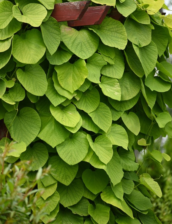 Aristolochia durior (Duitse pijp)