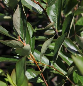Aronia melanocarpa  (Appelbes)