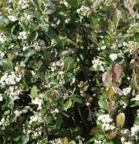 Aronia prunifolia 'Viking' (Appelbes)