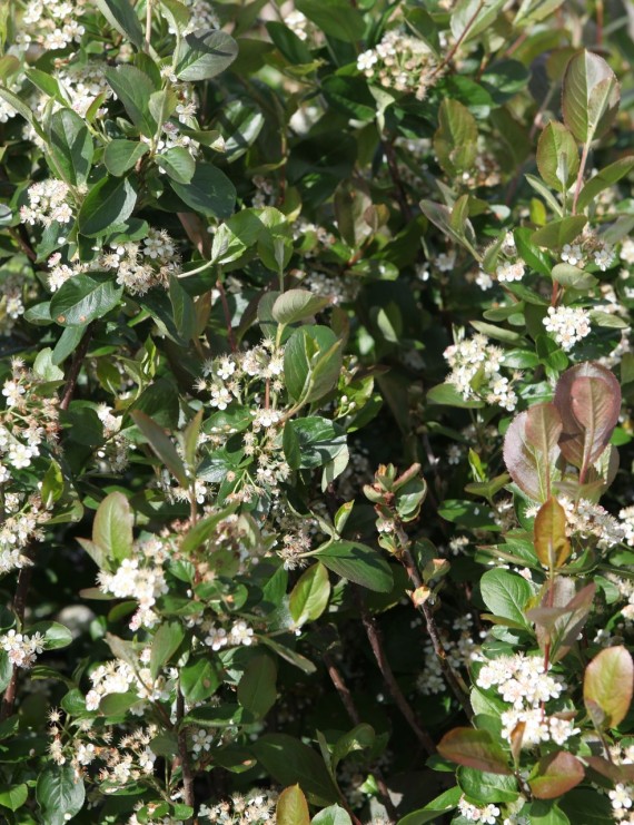 Aronia prunifolia 'Viking' (Appelbes)