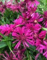 Aster dumosus 'Jenny' (Alpenaster)