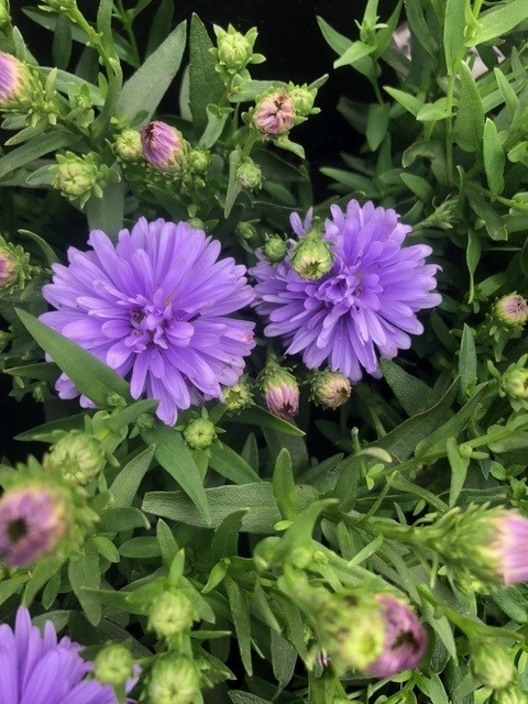 Aster novi-belgii 'Marie Ballard' (Alpenaster)
