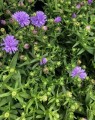 Aster novi-belgii 'Marie Ballard' (Alpenaster)