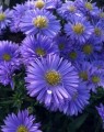 Aster novi-belgii 'Marie Ballard' (Alpenaster)