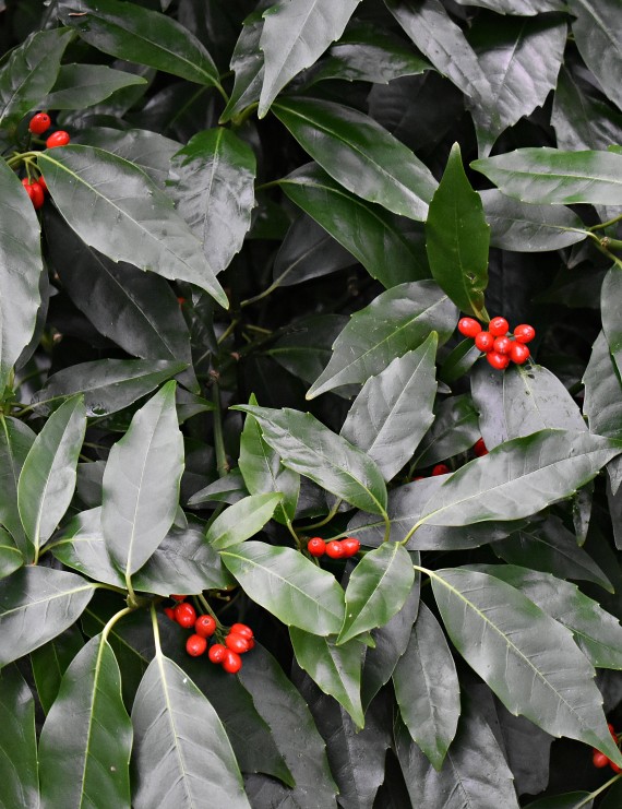 Aucuba japonica 'Rozannie' (Broodboom)