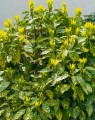Aucuba japonica 'Variegata' (Bontbladige broodboom)