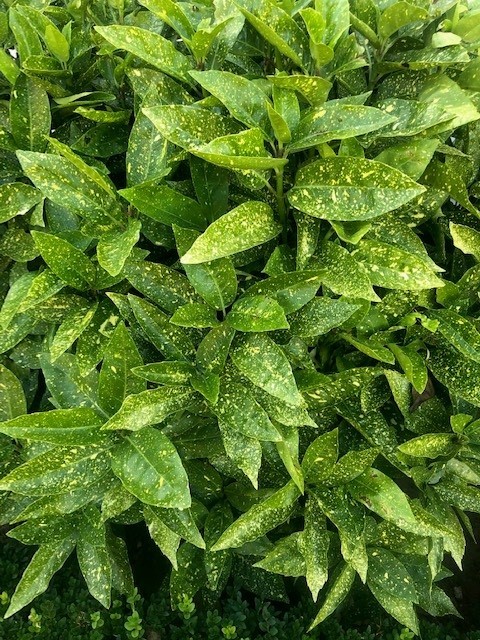 Aucuba japonica 'Variegata' (Bontbladige broodboom)