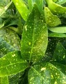 Aucuba japonica 'Variegata' (Bontbladige broodboom)