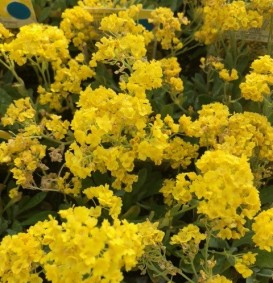 Aurinia saxatillis 'Compactum' (Schildzaad)