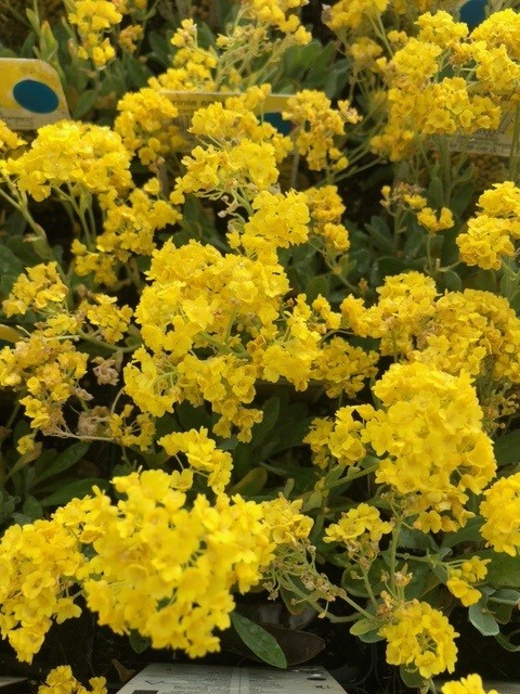 Aurinia saxatillis 'Compactum' (Schildzaad) Aurinia saxatillis 'Compactum' (Schildzaad)