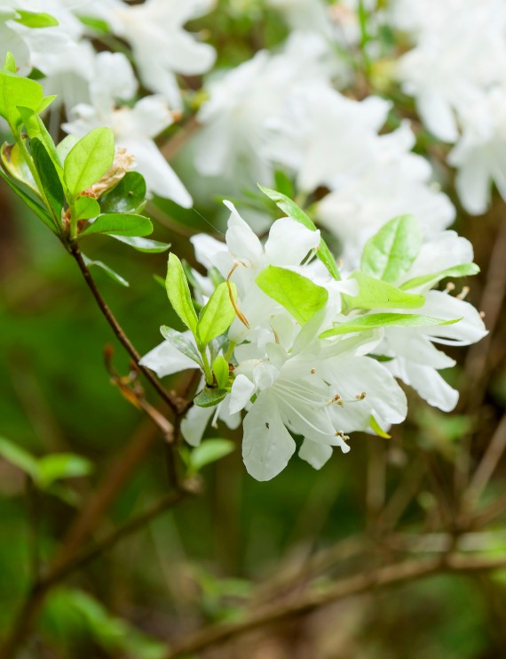 Azalea japonica 'Adonis' (Japanse azalea)