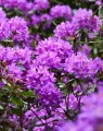 Azalea japonica 'Blauwe Donau' (Japanse azalea)
