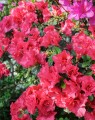 Azalea japonica 'Exelsior' (Japanse azalea)