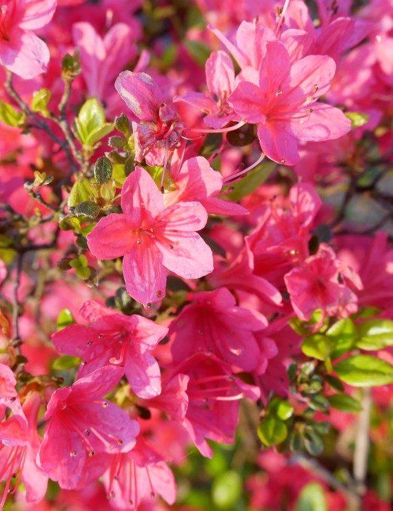 Azalea japonica 'Florida' (Japanse azalea)
