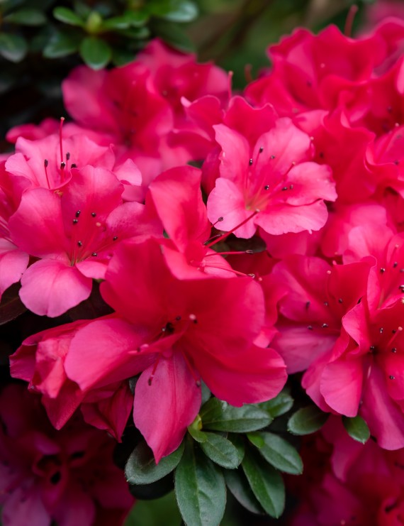 Azalea japonica 'Gorbella' (japanse azalea)