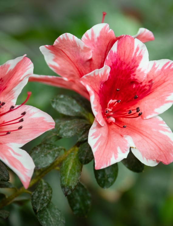 Azalea japonica 'Kermesina Rose' (Japanse azalea)